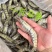黑虎虾