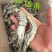 黑虎虾