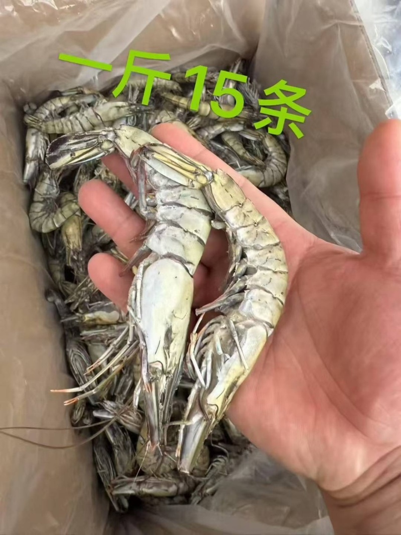 黑虎虾