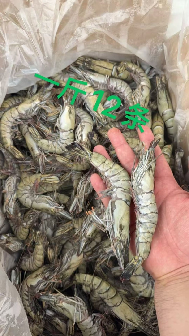 黑虎虾