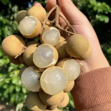 灵山县山泉优质龙眼微信***********