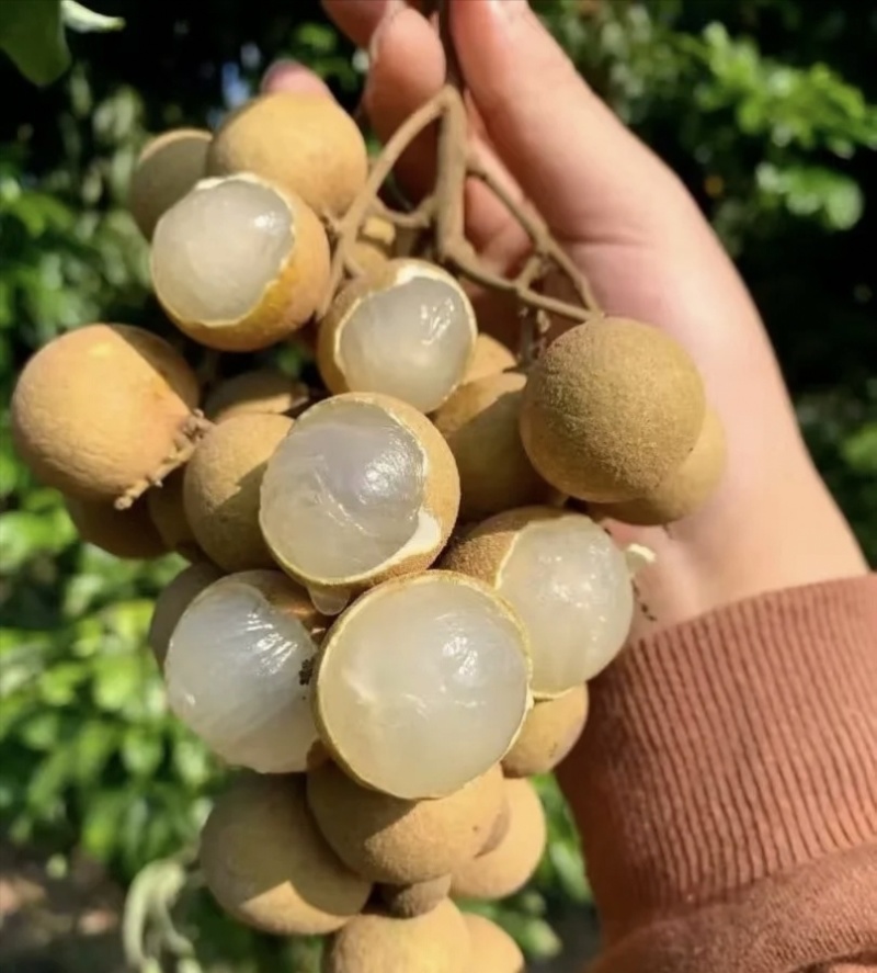 灵山县山泉优质龙眼微信***********