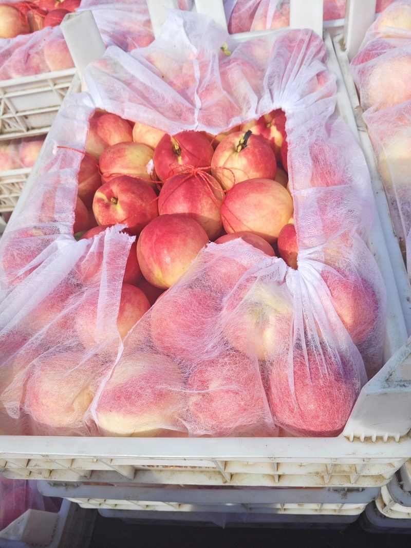 精品套袋红芙蓉油桃