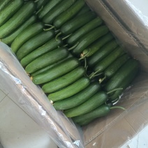 小黄瓜基地直供