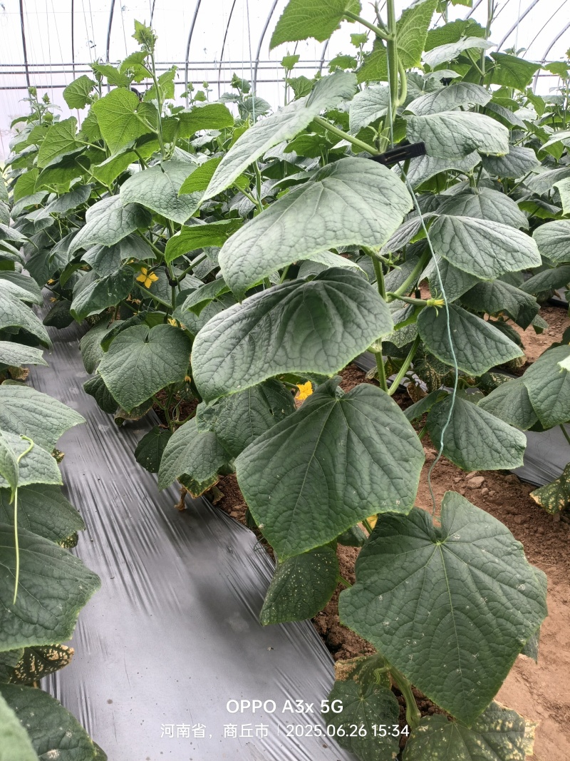 小黄瓜基地直供