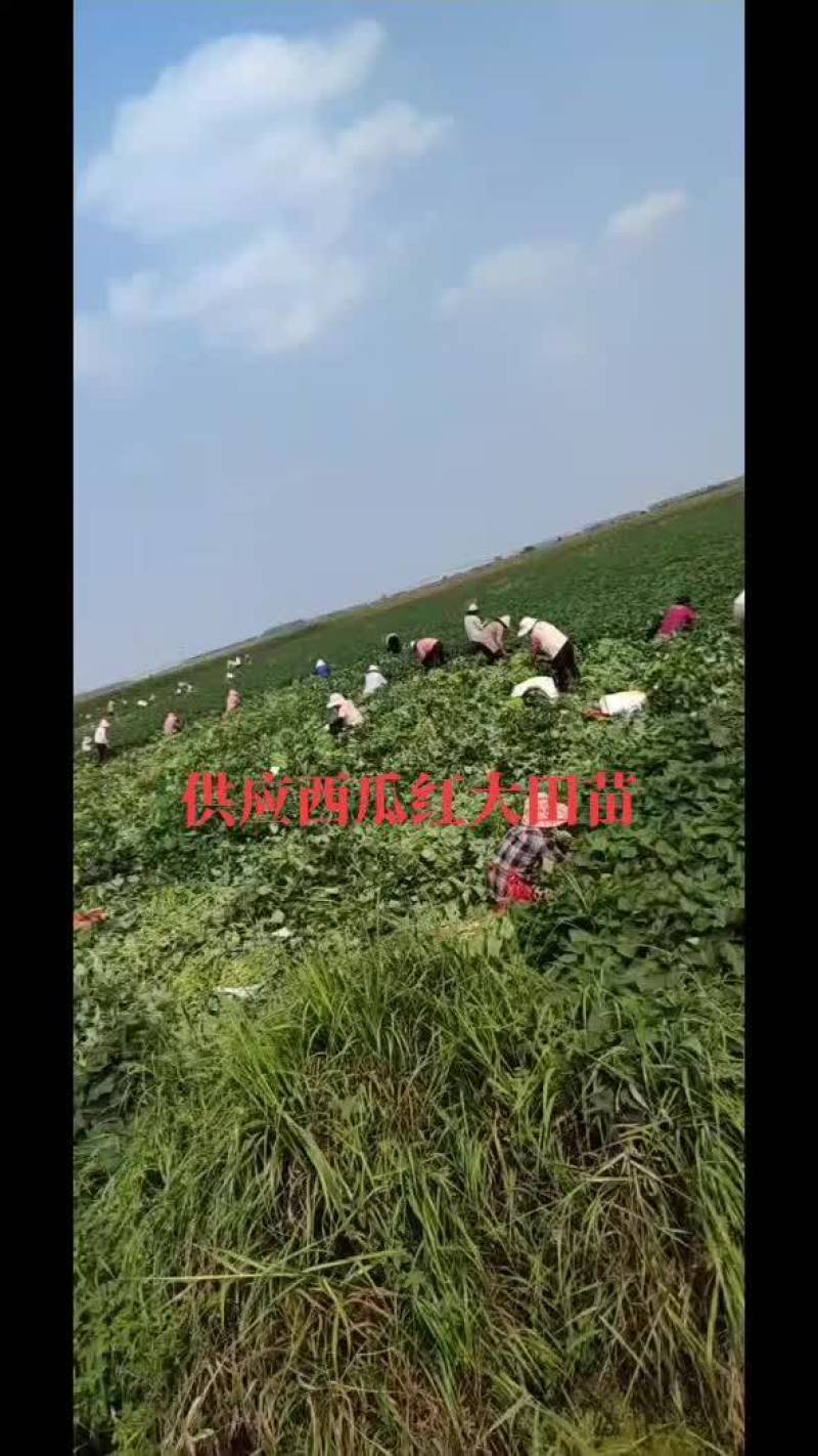 西瓜红脱毒大田苗试管扩繁苗蔓头苗安徽西瓜红红薯苗