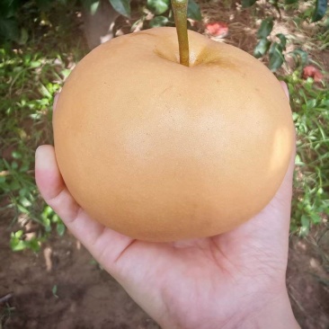 圆黄梨