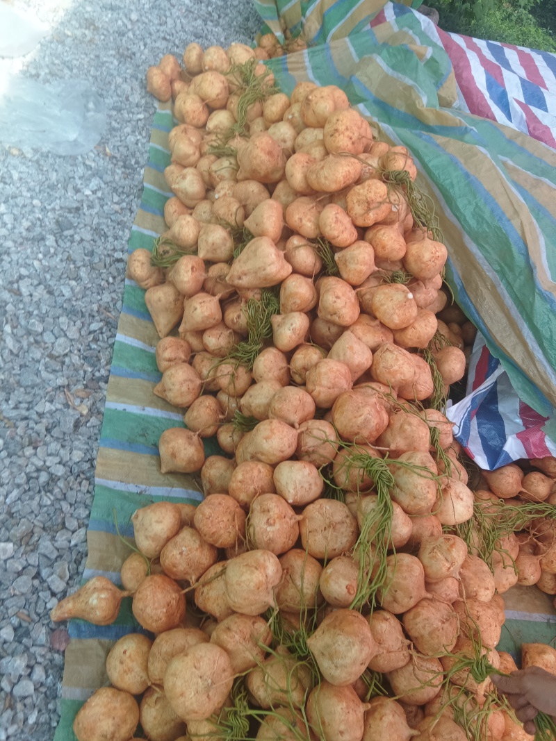 全州凉薯