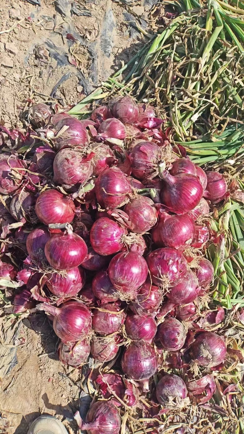 甘肃张掖紫皮洋葱/量大从优/产地直发货源充足诚信经营