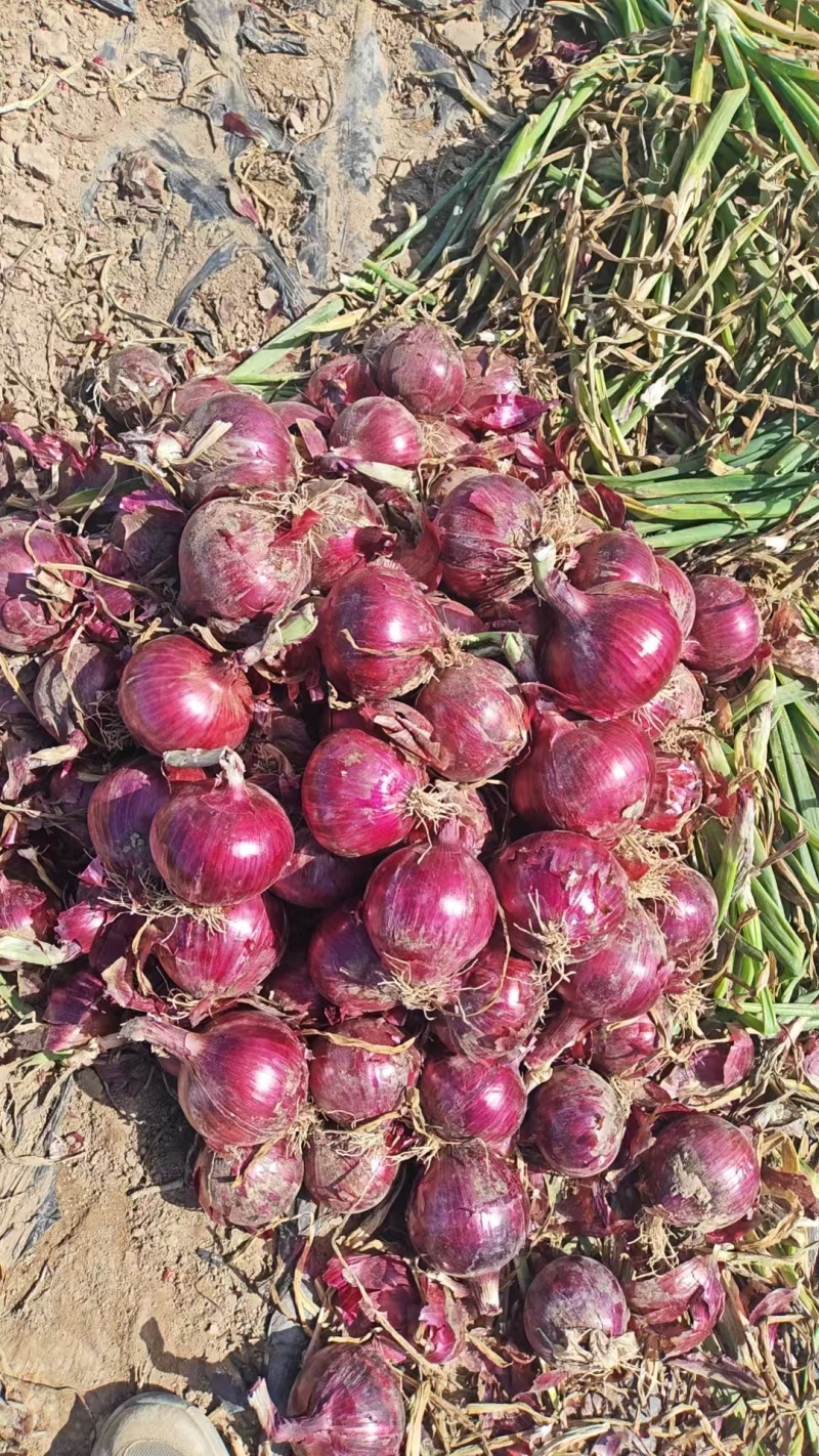 甘肃张掖紫皮洋葱/量大从优/产地直发货源充足诚信经营