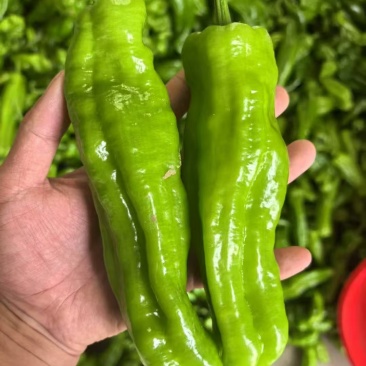 薄皮椒