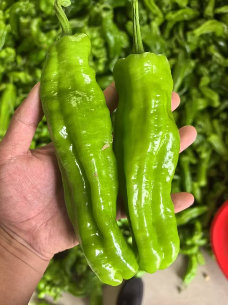 薄皮椒