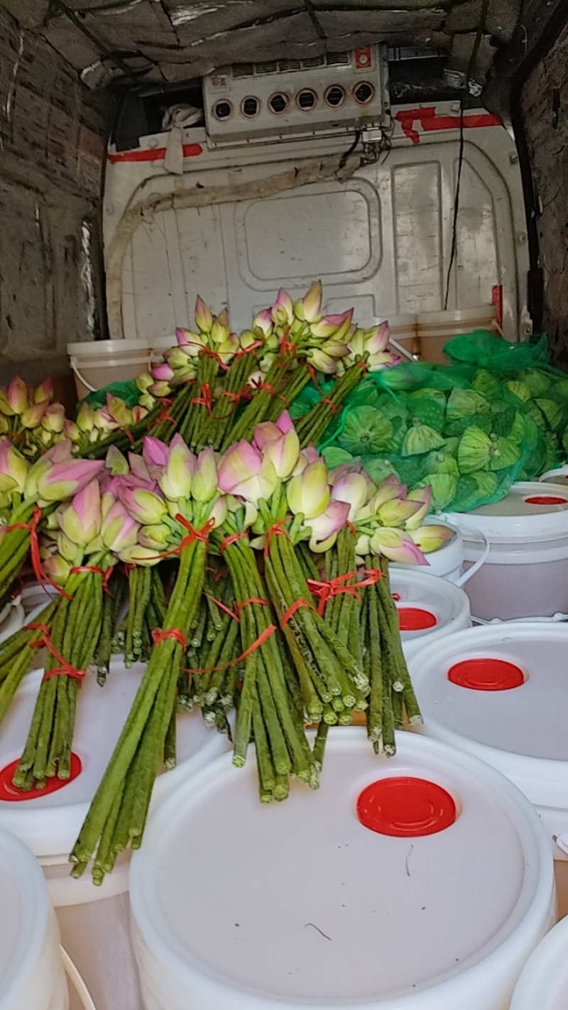 精品红菱每天现采摘现发货需要联系