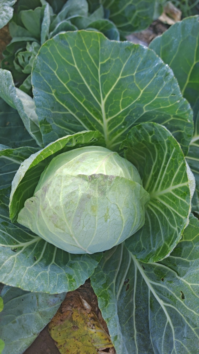 甘蓝，新鲜现摘，现货现发常年大量供应量大优惠