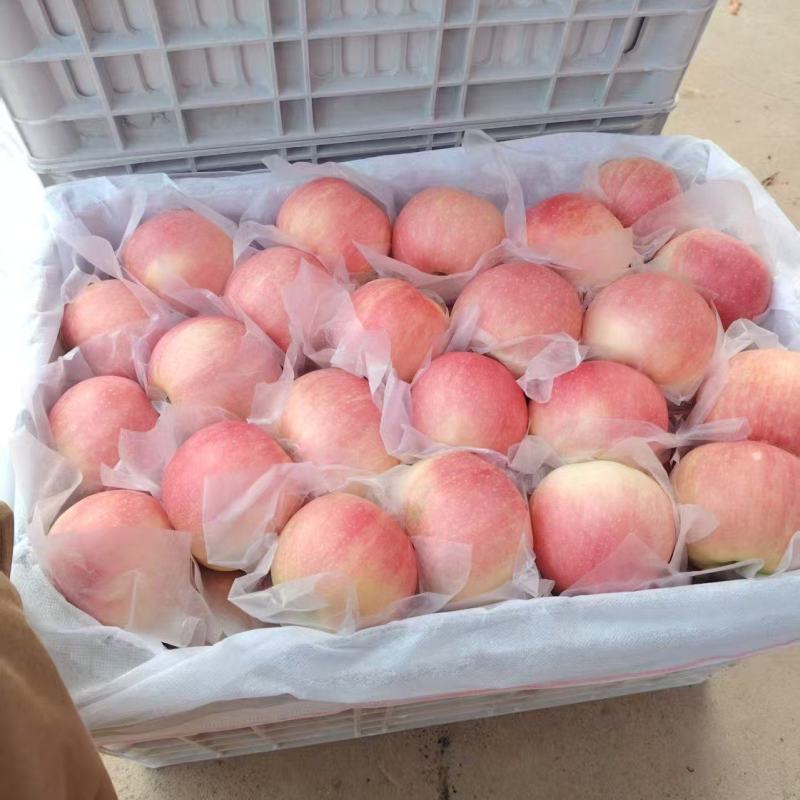 陕西精品嘎拉苹果产地直供量大从优一条龙服务