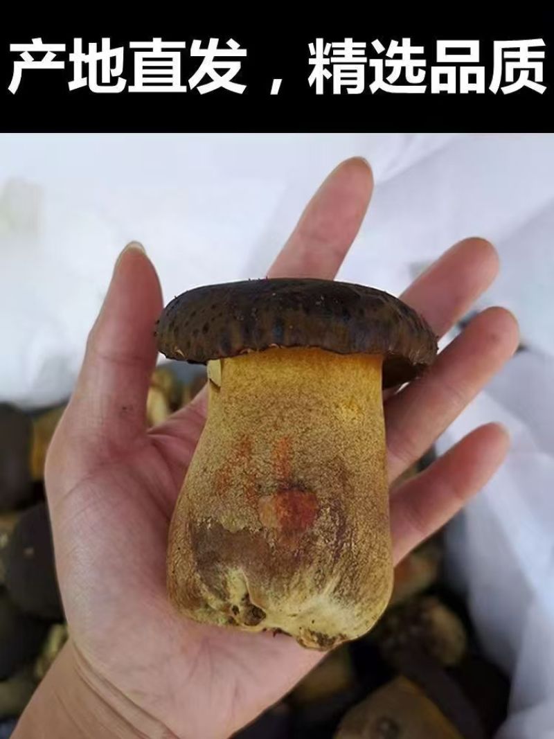 黑牛肝菌【牛夫人牌菌子】牛肝菌诚信经营，客户至上！