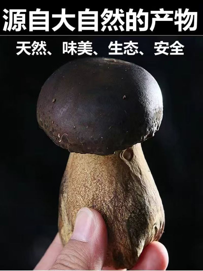 黑牛肝菌【牛夫人牌菌子】牛肝菌诚信经营，客户至上！