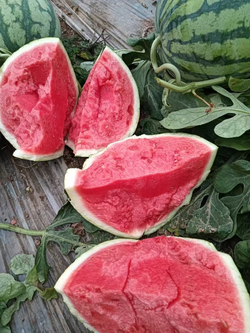 【美都无籽西瓜】山西大同产地，对接批发采购商超电商等