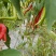 农家露天菜园