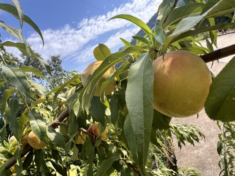 8月脆高糖黄桃