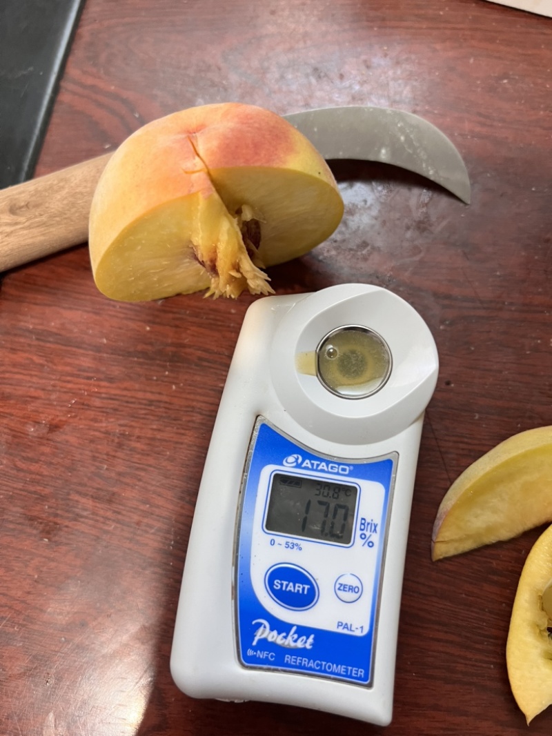 8月脆高糖黄桃