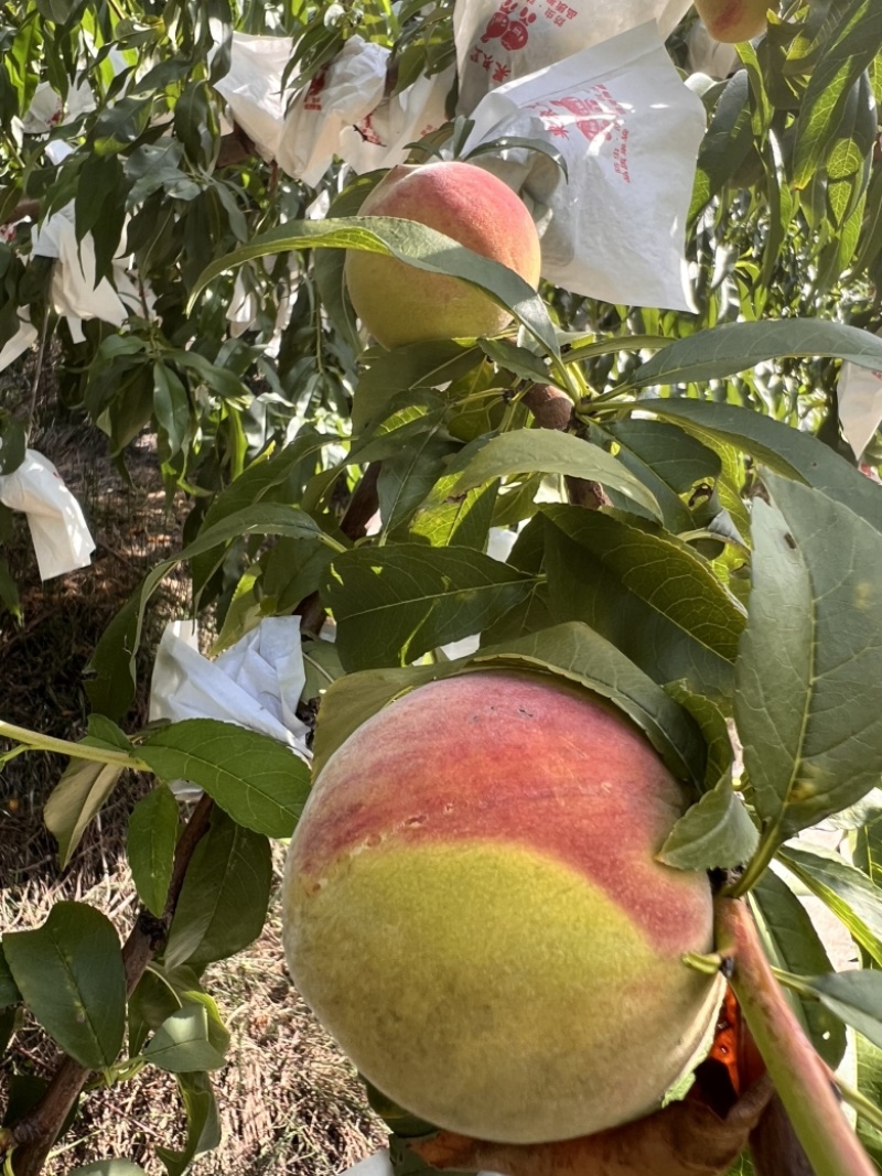 8月脆高糖黄桃