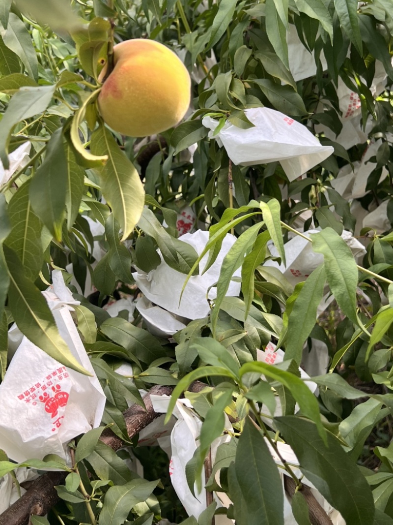 8月脆高糖黄桃