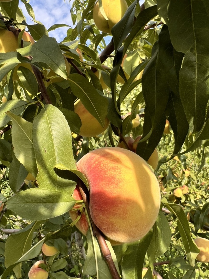 8月脆高糖黄桃