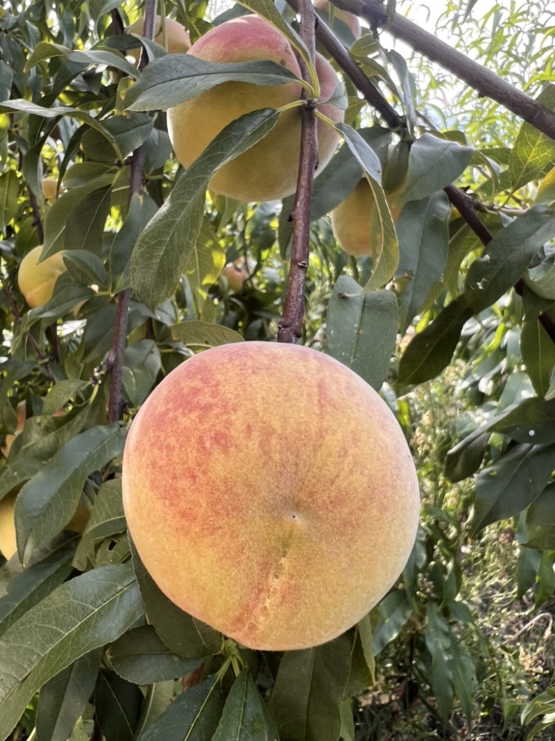 8月脆高糖黄桃