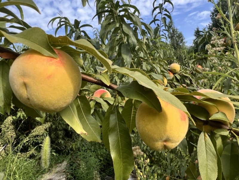 8月脆高糖黄桃
