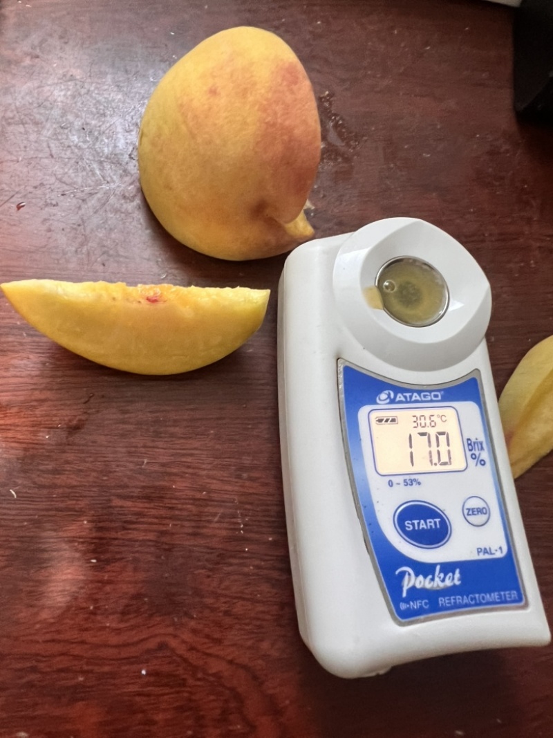 8月脆高糖黄桃