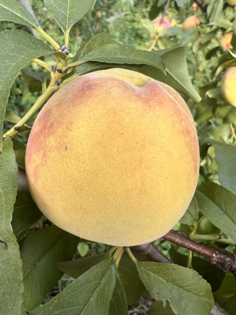 8月脆高糖黄桃