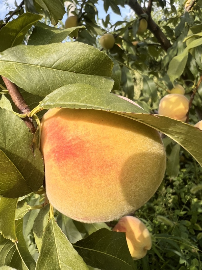 8月脆高糖黄桃