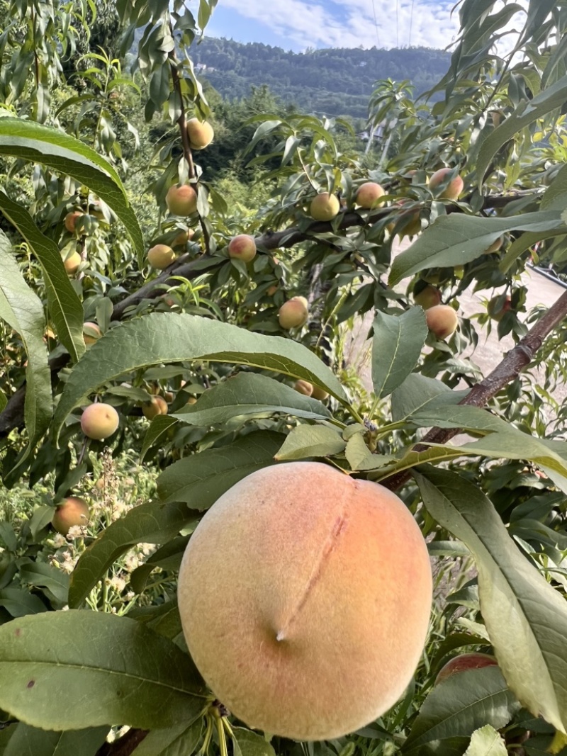 8月脆高糖黄桃
