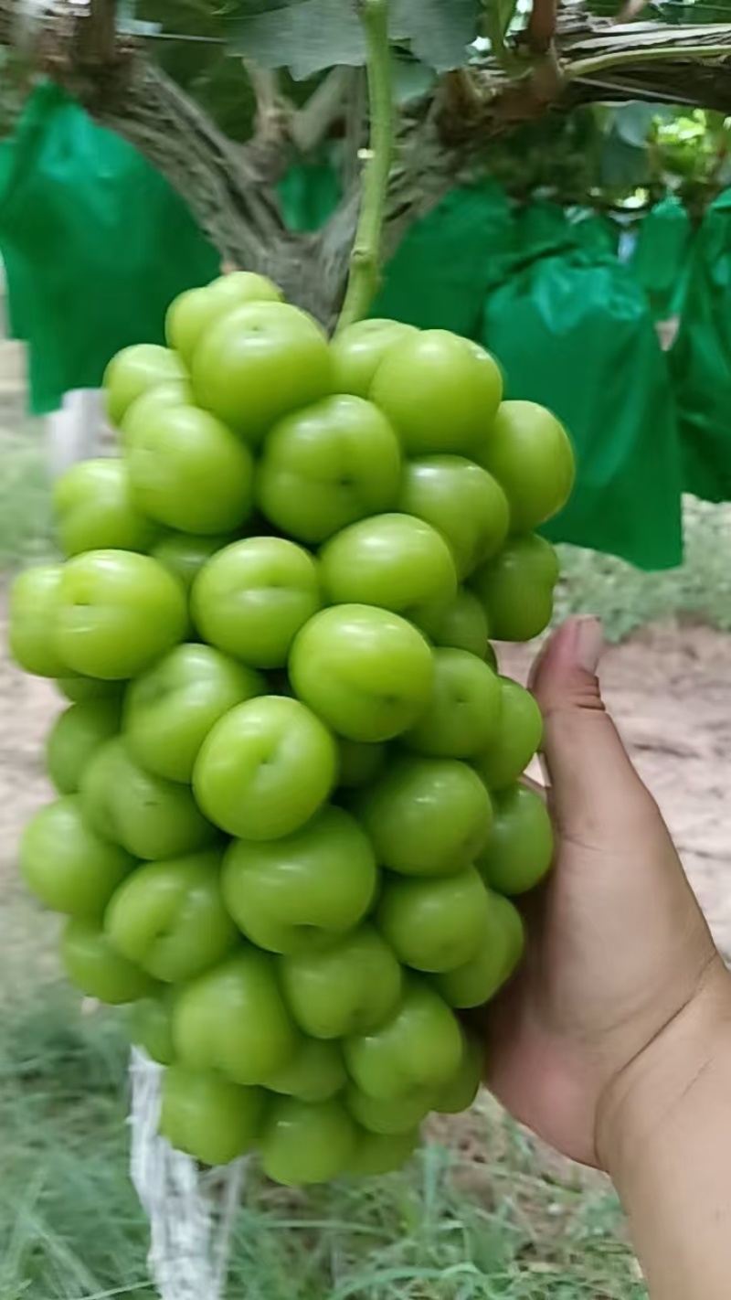 陕西精品阳光玫瑰葡萄产地直发颗大饱满口感甜欢迎咨询
