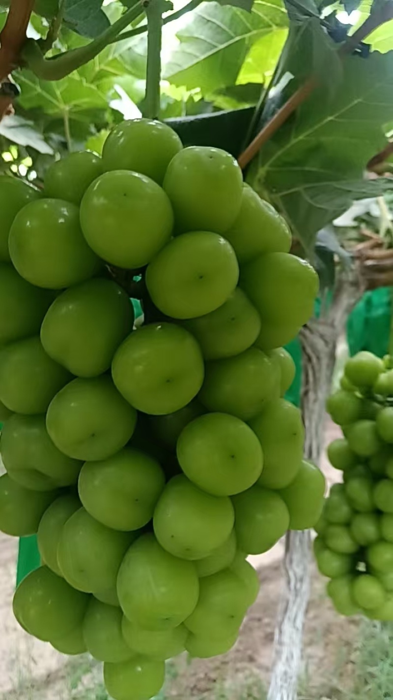陕西精品阳光玫瑰葡萄产地直发颗大饱满口感甜欢迎咨询