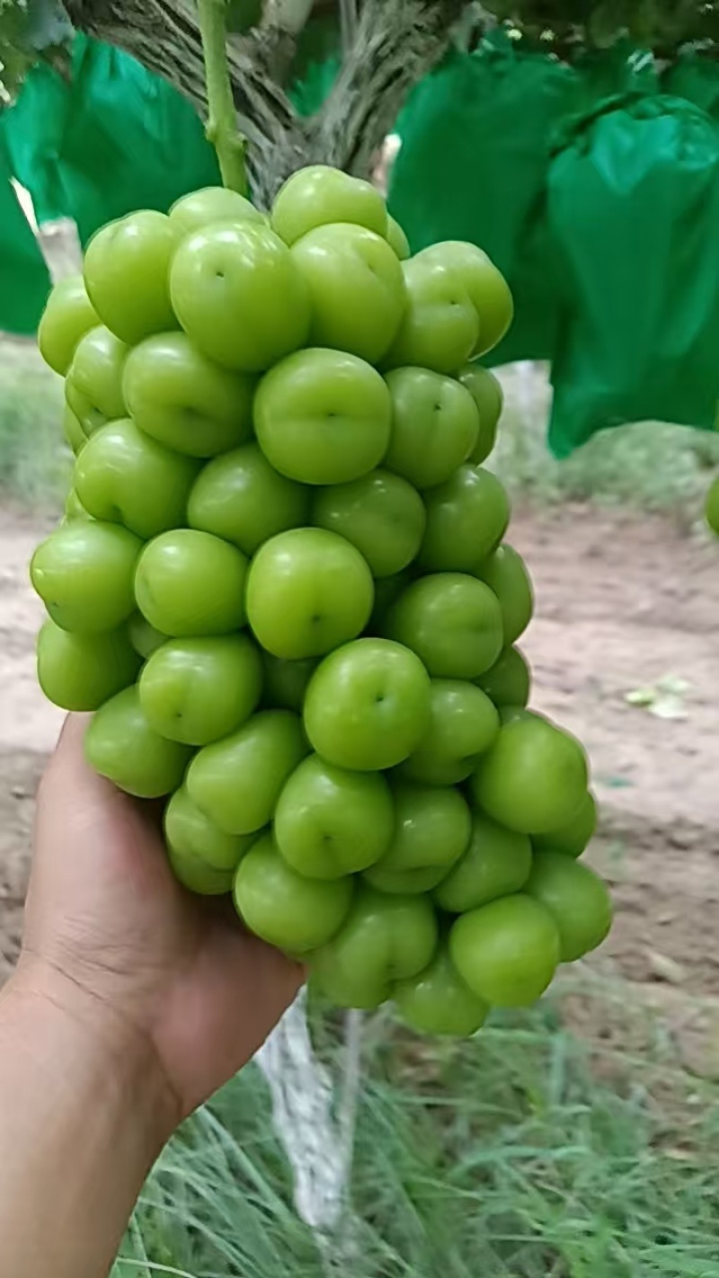 陕西精品阳光玫瑰葡萄产地直发颗大饱满口感甜欢迎咨询