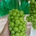 陕西精品阳光玫瑰葡萄产地直发颗大饱满口感甜欢迎咨询