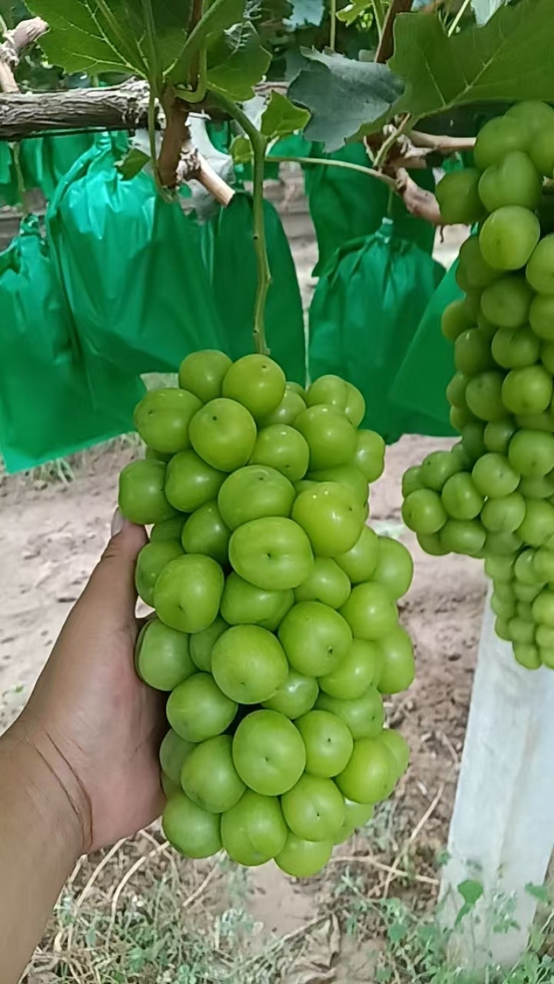 陕西精品阳光玫瑰葡萄产地直发颗大饱满口感甜欢迎咨询