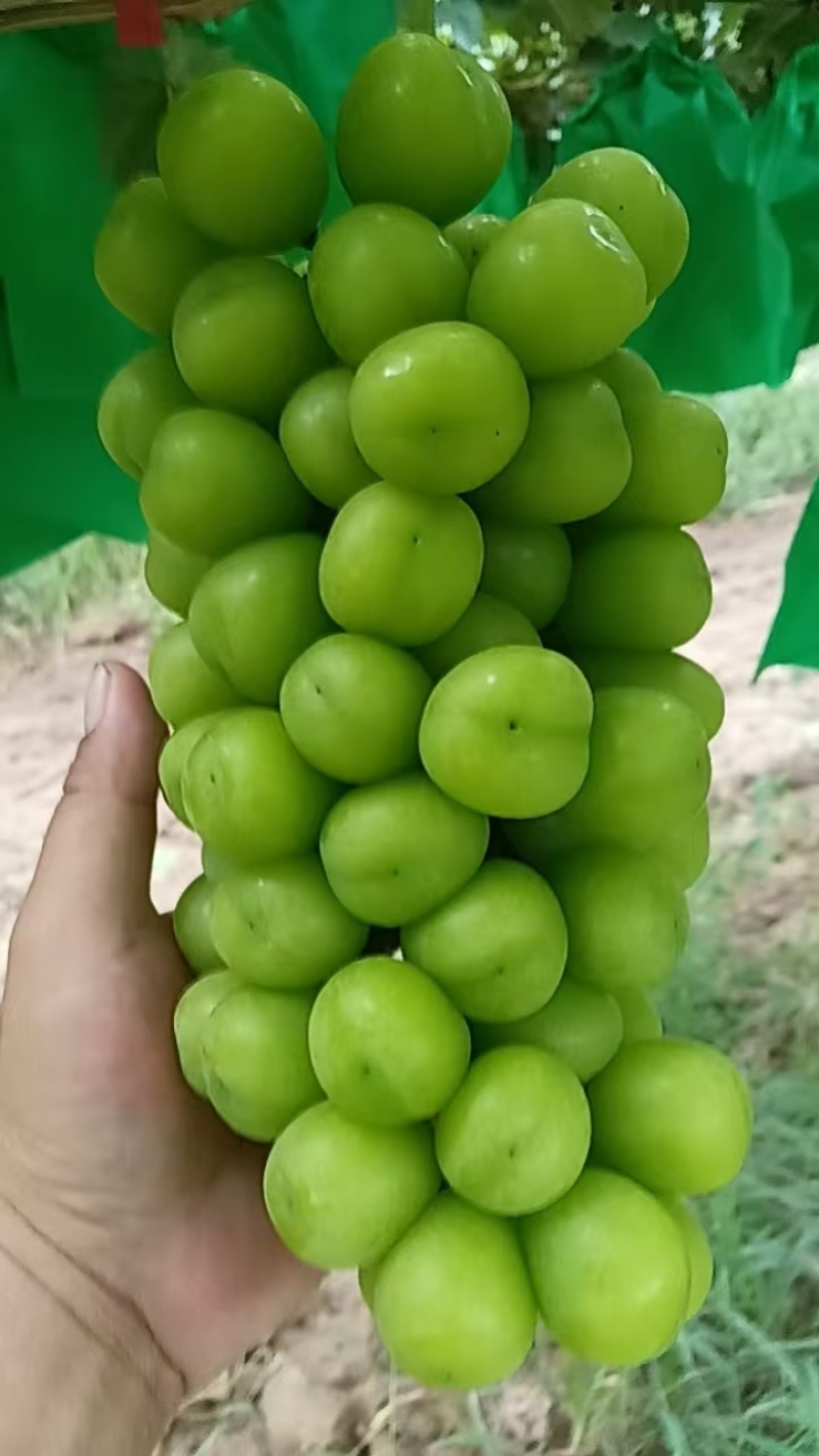 陕西精品阳光玫瑰葡萄产地直发颗大饱满口感甜欢迎咨询