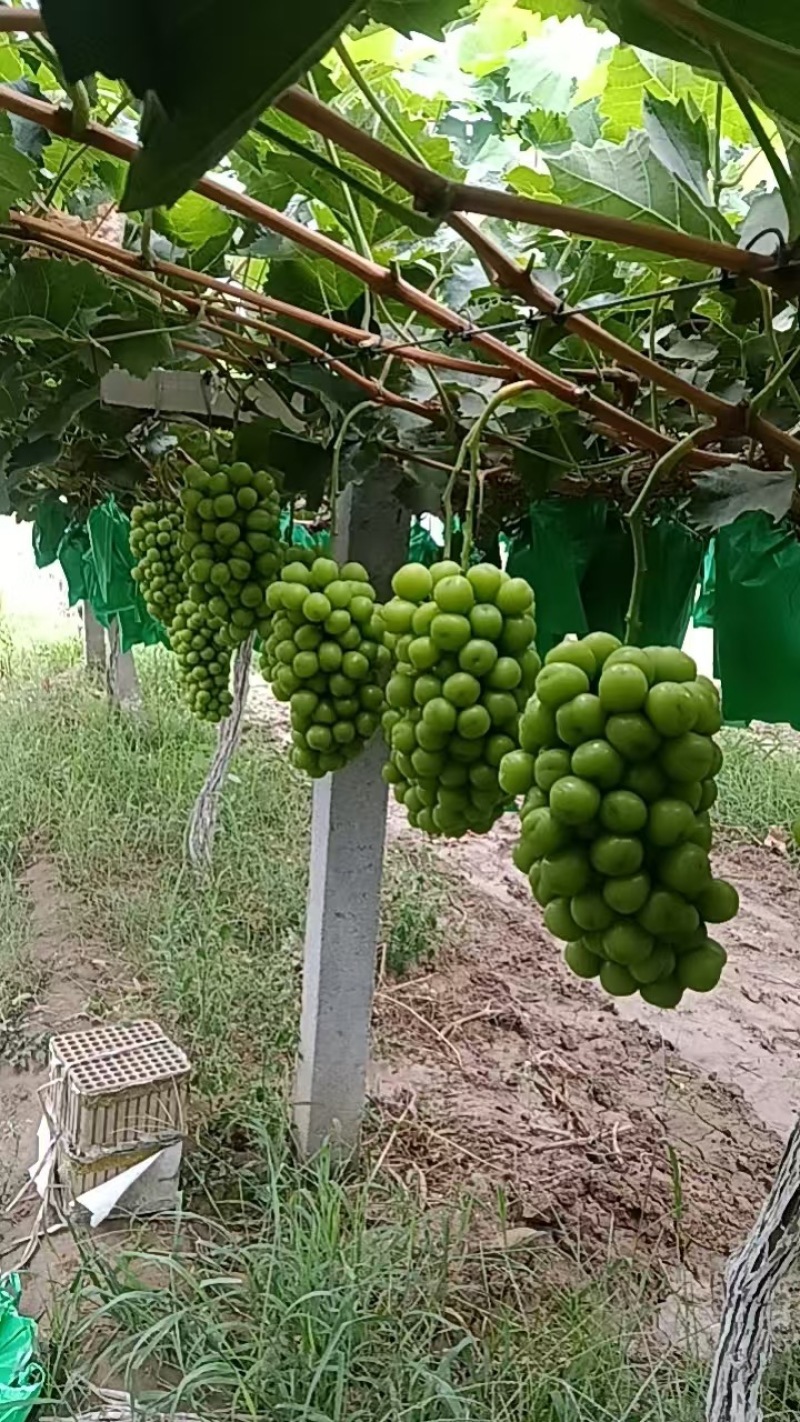 陕西精品阳光玫瑰葡萄产地直发颗大饱满口感甜欢迎咨询