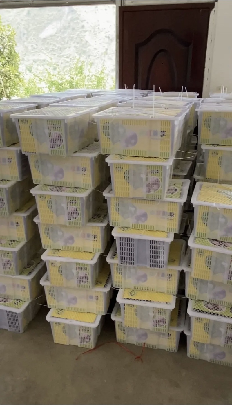 精品脆红李开售，甜、口感好、量大、硬度好～