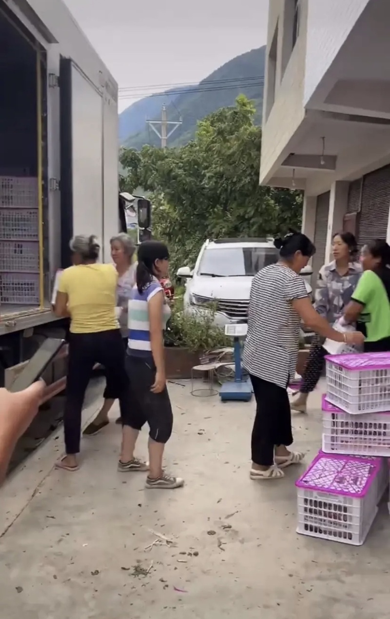 精品脆红李开售，甜、口感好、量大、硬度好～
