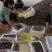 精品脆红李开售，甜、口感好、量大、硬度好～
