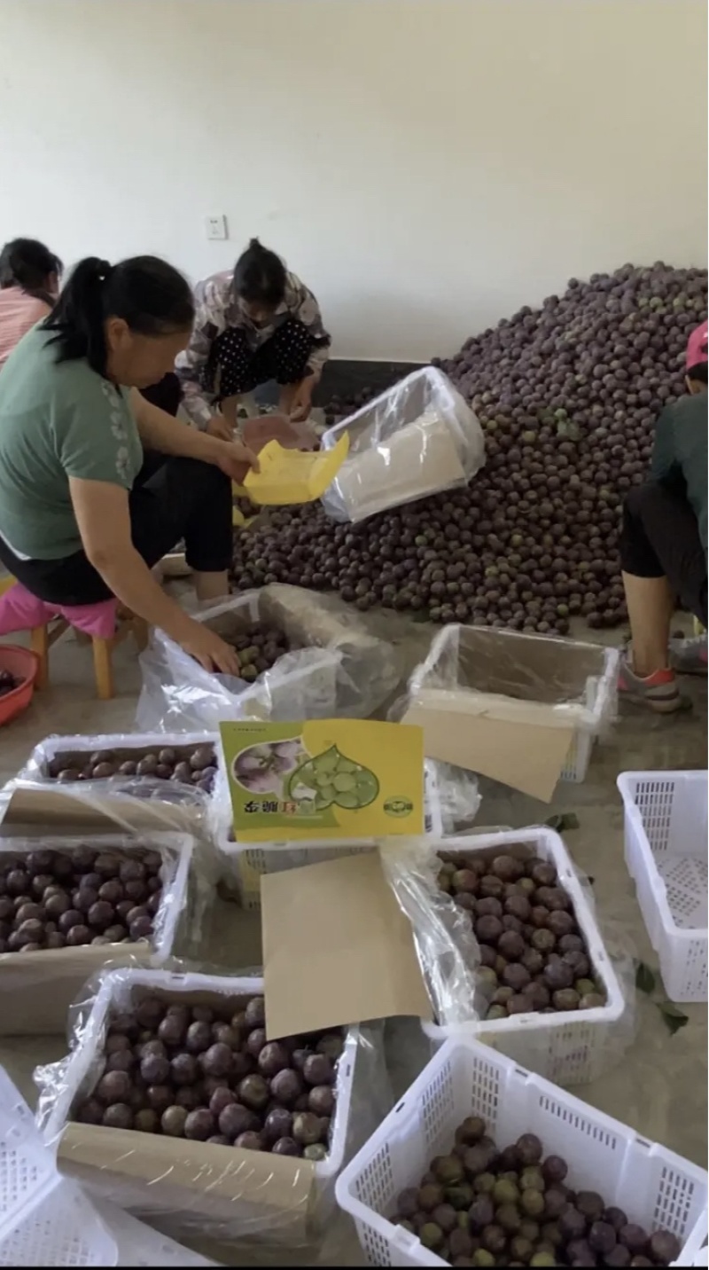 精品脆红李开售，甜、口感好、量大、硬度好～