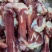 【羊棒骨】绵羊的带肉棒骨！新鲜速冻货源稳定！量大优惠