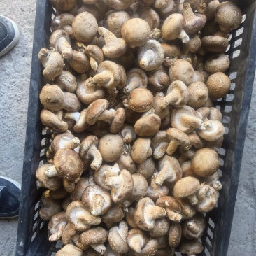 鲜香菇中白