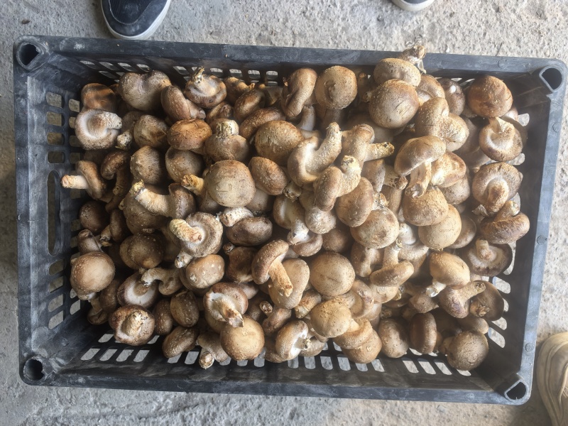 鲜香菇中白