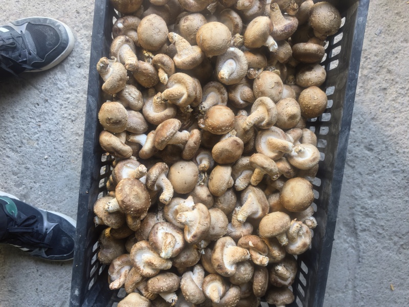 鲜香菇中白
