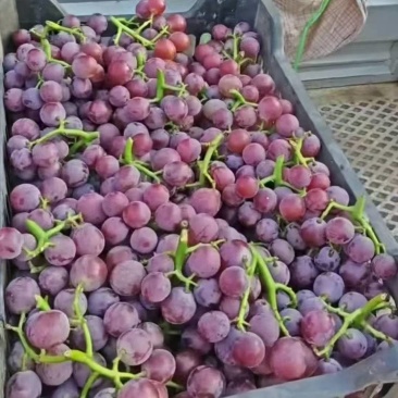 河北巨峰葡萄大量有货基地直供品质优可对接商超市场欢迎来电